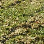 Lawn Dethatching Service in Danville Ca